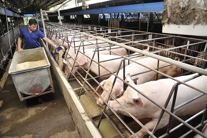 酵素豬‧豬市吉唯一指定豬場‧福全畜牧場